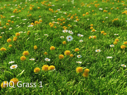 Mentor Plants HQ grass (C4D format only)